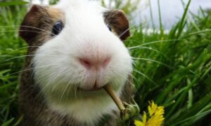 cobaya-comiendo