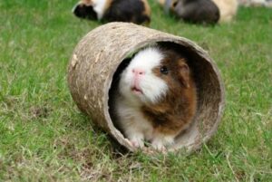 ejercicio-para-cobaya-roedoresdomesticos-400x268