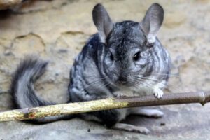 chinchilla-lanigera-roedoresdomesticos